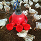 🔥🔥Gift For Chicken Lovers 49% OFF--🔥Automatic Chicken Water Cup Bird Coop