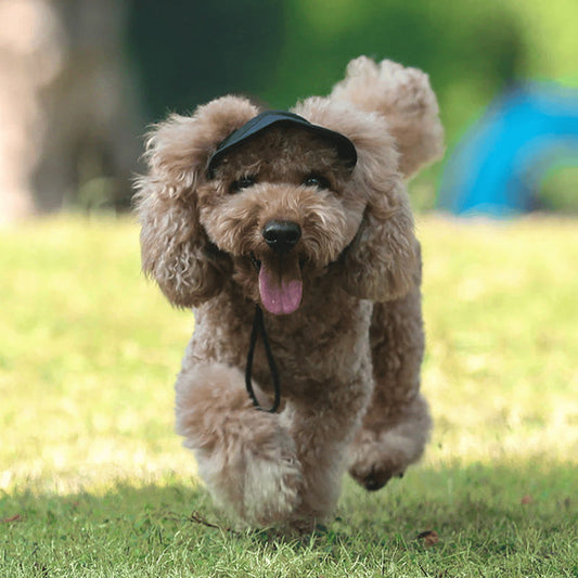 Hat for dog