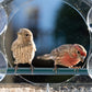 Transparent Acrylic  Window Bird Feeder