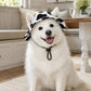 Summer Puppy Bucket Hat with Ear Holes
